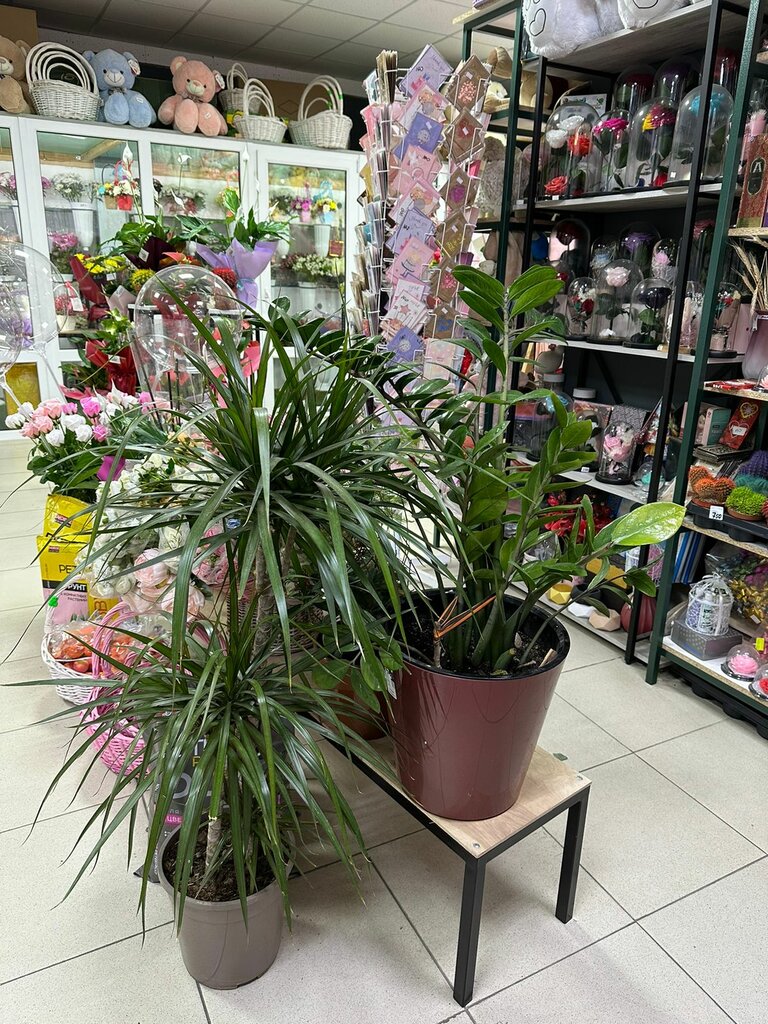 Комнатные растения